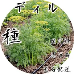 【魚料理を引き立てる、黄金のハーブ】 　ディル　 　種　0.15g