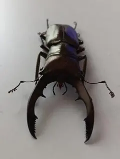 2026年最新】メタリフェルホソアカクワガタ標本の人気アイテム - メルカリ