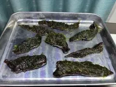 南米ウィローモス　流木活着　3本セット