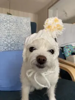 Item thumbnail for item 8eba1d90-6baa-4f39-8e1b-4b9ac7b1a50f