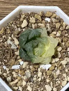 Y*a様 ハオルチア オブツーサ錦 水中月錦②