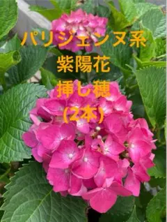 紫陽花　ポップコーン　蕾付き苗　2年生苗 紫陽花 ポップコーン 蕾付き苗 2年生苗 - メルカリ