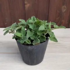 キャットニップ苗