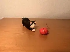 Item thumbnail for item 35d2f244-04c6-4f2b-9762-9808b0c5cf48