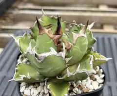 coco様 リクエスト 2点 まとめ商品