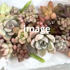 【多肉弁当】かわいい♡寄せ植えパック★同等品★カット苗
