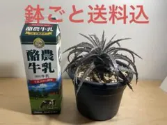 2026年最新】dyckiaの人気アイテム - メルカリ