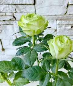 むうさん様 リクエスト 2点 まとめ商品