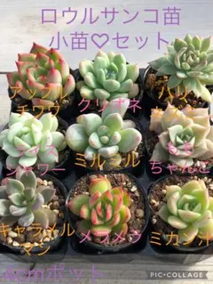 JIJImaru様 リクエスト 2点 まとめ商品