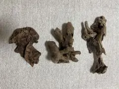 イノシシ胆嚢 胆のう 77g 魔除けお守り - メルカリ