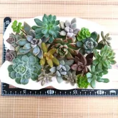 はーちゃん様 リクエスト 6点 まとめ商品