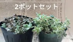 コキリノさん 乙女蛍 2カット - メルカリ