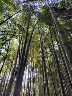 ゆきパンダ様専用 野菜
