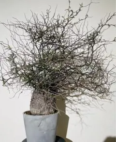 ガジュマルの木 盆栽 観葉植物 ヒゲつき - メルカリ