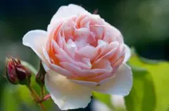 ロードリーオベロン　 6号スリット　ER　芽接ぎ苗　バラ　イングリッシュローズ ロードリーオベロン 6号スリット ER 芽接ぎ苗 イングリッシュローズ