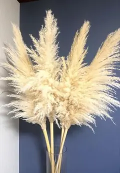 無農薬パンパスグラス特大10本（２本サービス）メルカリ便100サイズ 2025年最新】パンパスグラスの人気アイテム - メルカリ