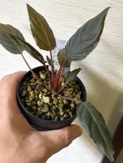 Homalomena aff. vittifolia ”若蝦手” - メルカリ