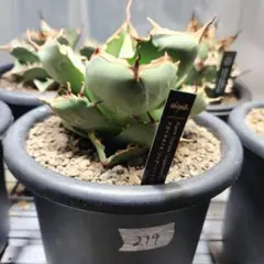 アガベ　純血ジャガーノート　破壊神 アガベ・チタノタ 純血ジャガーノート/破壊神(芽)-011｜agave