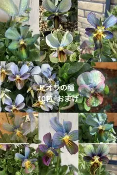 ぷ*ん様 ビオラ種 10粒　おまけつきのサムネイル