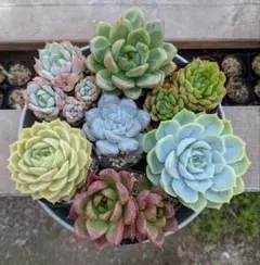 多肉植物　札落ちセット②