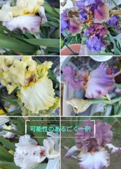 ジャーマンアイリス②のサムネイル