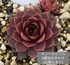 多肉植物 斑入センペルビウム 白枠内5株 速達便発送 - メルカリ