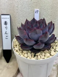 2026年最新】毒リンゴ 多肉の人気アイテム - メルカリ