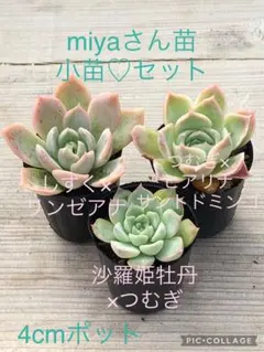 2025年最新】しずく×リンゼアナの人気アイテム - メルカリ