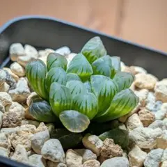 guccy様 リクエスト 4点 まとめ商品