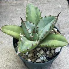 2026年最新】アガベ チタノタ ノーネームの人気アイテム - メルカリ