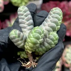 速達便　mii様 リクエスト 2点 まとめ商品