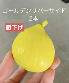 2026年最新】golden riversideの人気アイテム - メルカリ