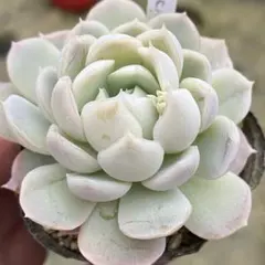 ここぞう様 リクエスト 4点 まとめ商品