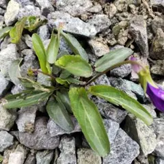 miyuki ***様 リクエスト 5点 まとめ商品