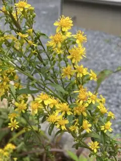 ぶーちゃん様 リクエスト 3点 まとめ商品