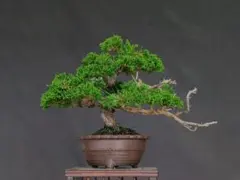 糸魚川真柏 小品盆栽 ミニ盆栽のサムネイル