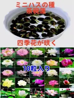 2026年最新】蓮の種の人気アイテム - メルカリ