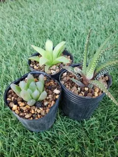【多肉植物】ハオルチア 抜き苗セット i3