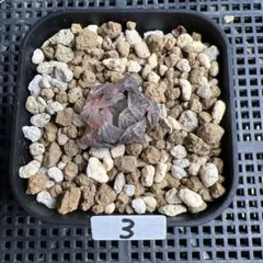 c*e様 3 ハオルチア・ハオルシア　オブツーサ錦 水中月錦