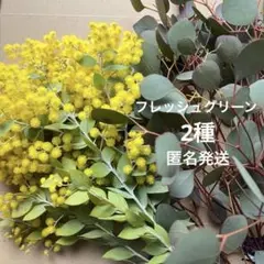 2種　ユーカリ　ポポラス　パールアカシア　ミモザ　フレッシュ　生花