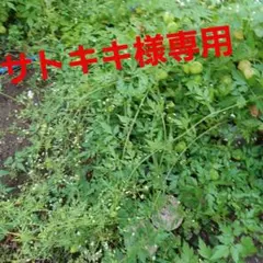 サトキキ様専用　80サイズ