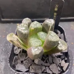 た*け様 ハオルチア 彩黒蝶錦 大きめ - メルカリ