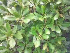 ヤエヤマヒルギ　マングローブ　苗　アクアリウム/等　観葉/植物。沖縄。海。干潟。のサムネイル