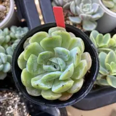 多肉植物 錦 ラブリーローズ錦 白斑 - メルカリ