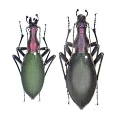 昆虫標本　超美麗個体厳選キタカブリ標本ペアセット　マイマイカブリ東北地方北部亜種 2026年最新】マイマイカブリの人気アイテム - メルカリ