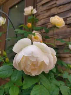 ひろりん様 リクエスト 2点 まとめ商品