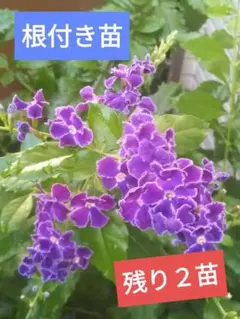 2026年最新】デュランタ挿し木苗の人気アイテム - メルカリ