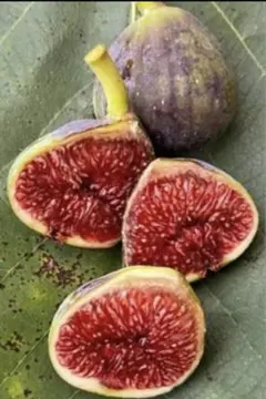 2026年最新】いちじく 穂木の人気アイテム - メルカリ