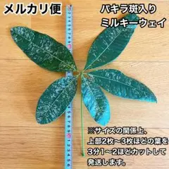 パキラ ミルキーウェイ 斑入り 葉っぱ　①