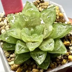 雪花コンプト　超美株　ハオルチア　観葉植物　28のサムネイル